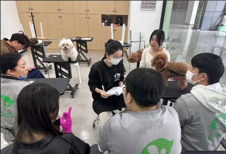 石嘴山市宠物美容学习宠物美容培训学校 - 厂家